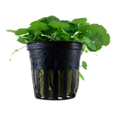 039 Mushroom grass/South American coriander/Hydrocotyle verticillata